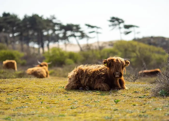 Surfana Camp Bloemendaal Overveen