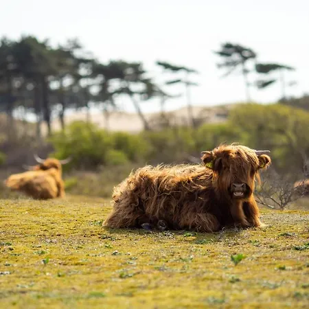 Surfana Camp Bloemendaal Overveen